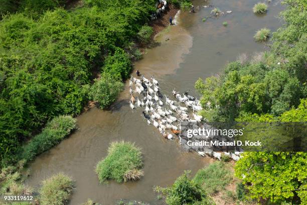 fulani cattle being herded across a river, benoue hunting block 20, northern cameroon - michael futa stock pictures, royalty-free photos & images