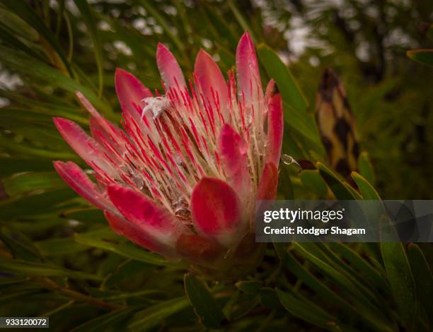 suikerbossie (sugar bush) protea. cape town, south africa. - protea stock pictures, royalty-free photos & images