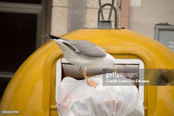 seagull pecking garbage bag - vuilniszak stockfoto's en -beelden