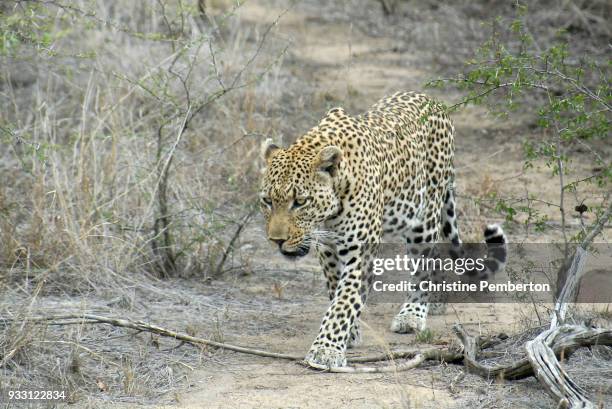 leopard in londolozi game reserve, south africa - londolozi private game reserve stockfoto's en -beelden