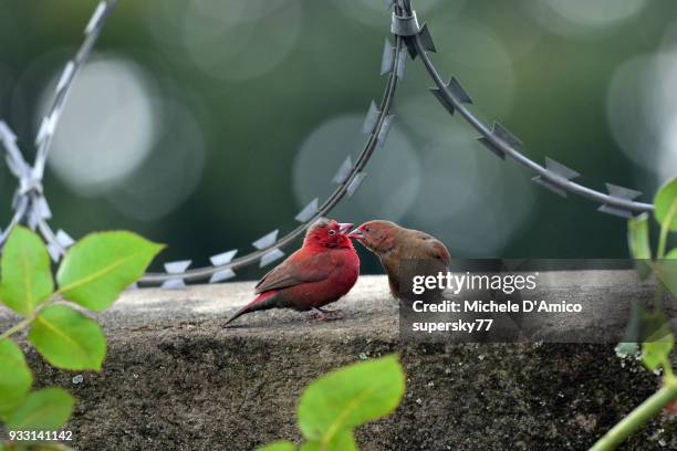 Fire Finch Fire Finch Photos and Premium High Res Pictures - Getty Images