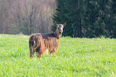 Red goat grazing in a mountain meadow. Animals