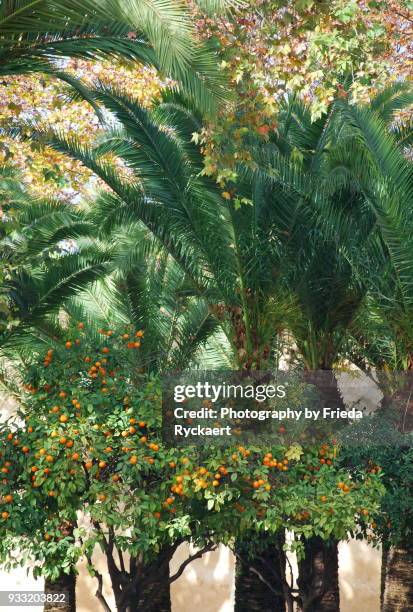 daily needs - midelt photos et images de collection