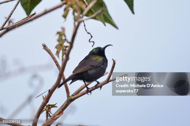 bronze sunbird (nectarinia kilimensis) - ruhengeri foto e immagini stock