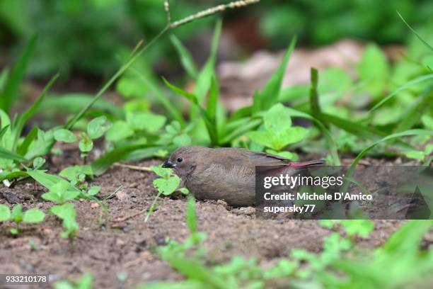 dusky twinspot (euschistospiza cinereovinacea) - ruhengeri foto e immagini stock