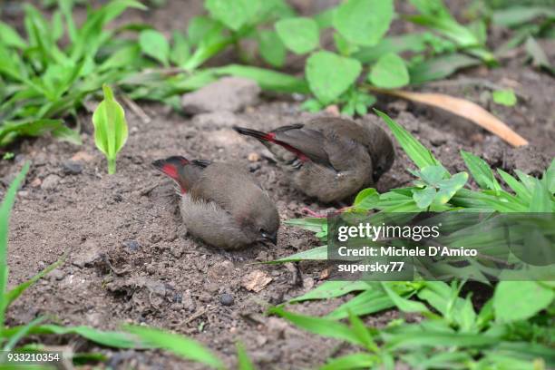 dusky twinspot (euschistospiza cinereovinacea) - ruhengeri foto e immagini stock