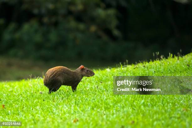 agouti - agouti animal stock-fotos und bilder