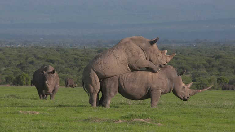 13,976 Animal Reproduction Videos and HD Footage - Getty Images 13,976 Animal Reproduction Videos and HD Footage - Getty Images