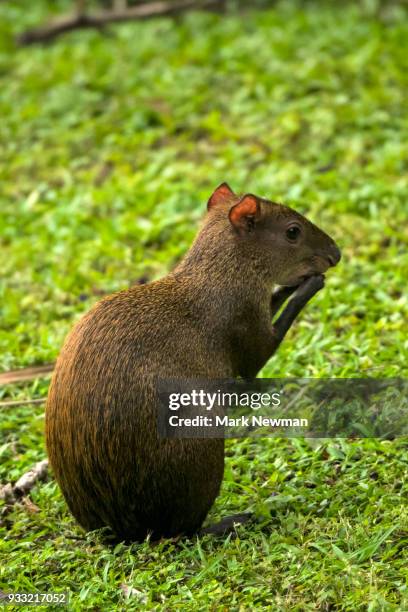 agouti - agouti animal stock pictures, royalty-free photos & images