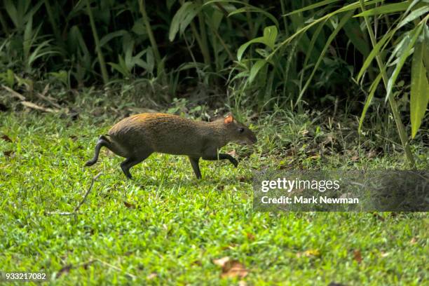 agouti - agouti animal stock pictures, royalty-free photos & images