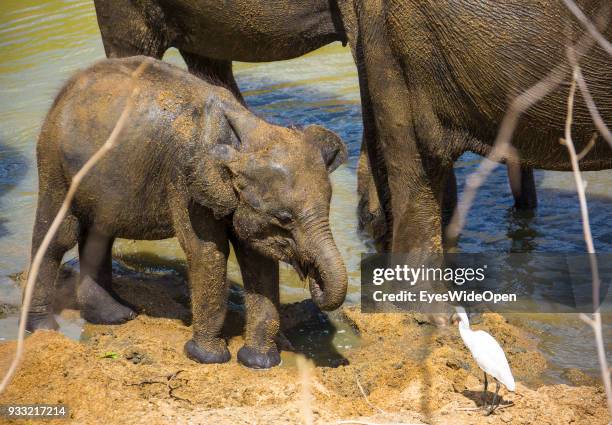 Tourist and local people on a safari trip watching an elephant group with a baby elephant in Udawalawe National Park on February 27, 2014 in...