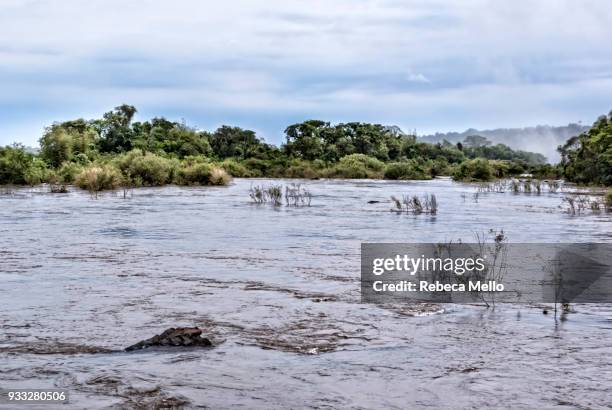 the iguazu river near of devil's throat fall - garganta del diablo fotografías e imágenes de stock