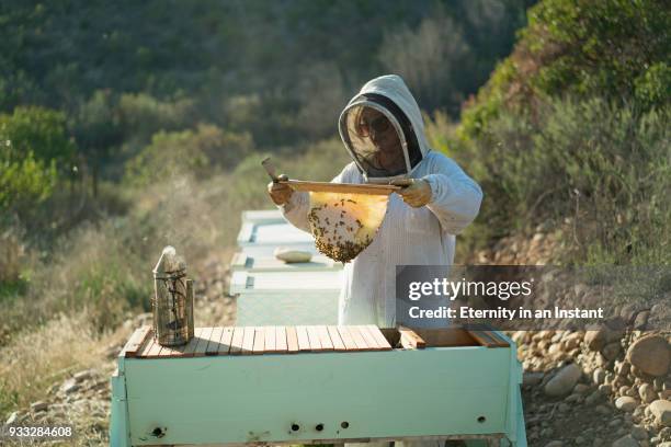 female beekeeper taking care of her beehives - bee keeper stock pictures, royalty-free photos & images