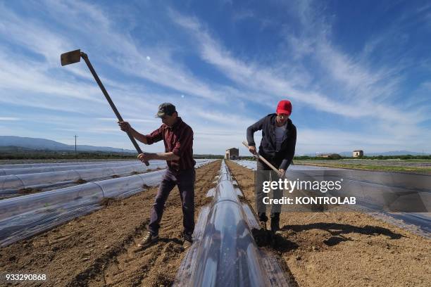 Some workers hoe during the cultivation stages of vegetables and fruit in preparation for the summer harvest in southern Italy.