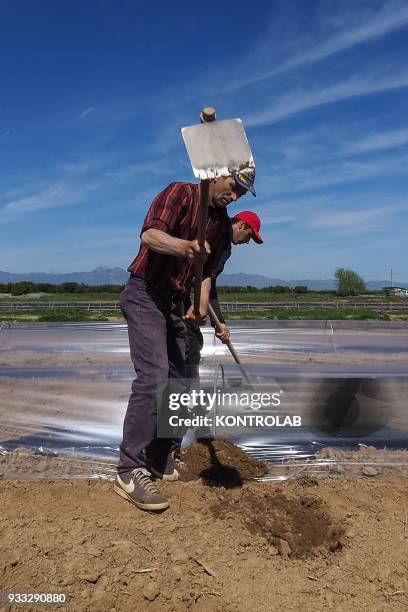 Some workers hoe during the cultivation stages of vegetables and fruit in preparation for the summer harvest in southern Italy.