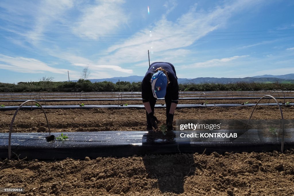 A woman plant the plants during the cultivation stages of...