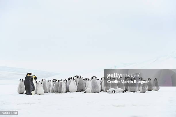 emperor penguin chick and adult in rookery. - colônia grupo de animais - fotografias e filmes do acervo