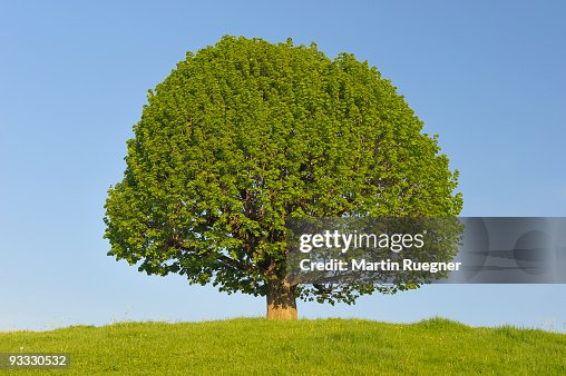 Lime Tree (Tilia spec.) spring. Lime Tree (Tilia spec.) spring.