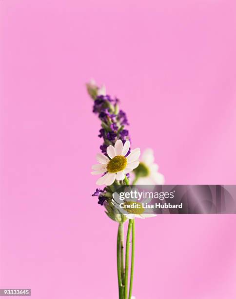 lavender and feverfew - chrysanthemum parthenium stock pictures, royalty-free photos & images