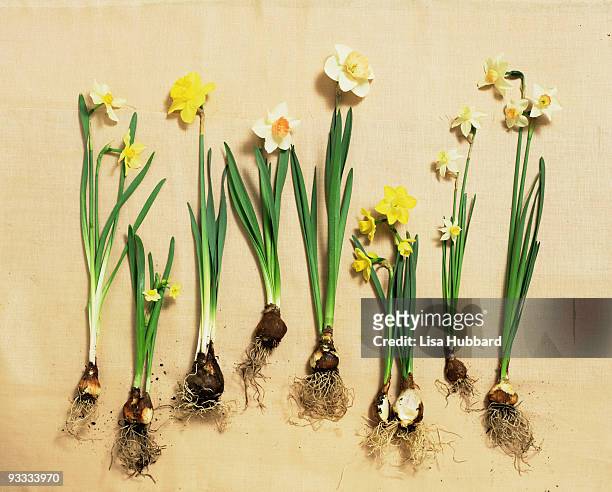 daffodil blooms and bulbs - narcissen stockfoto's en -beelden