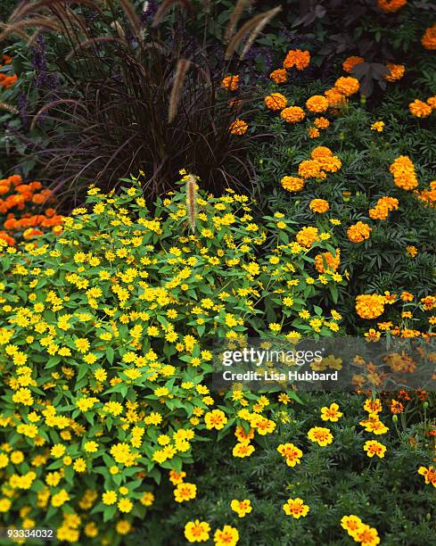 marigolds and zinnias - fountain grass stock pictures, royalty-free photos & images