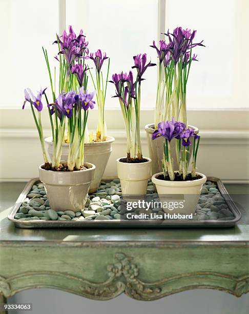 dutch irises - iris plant stockfoto's en -beelden