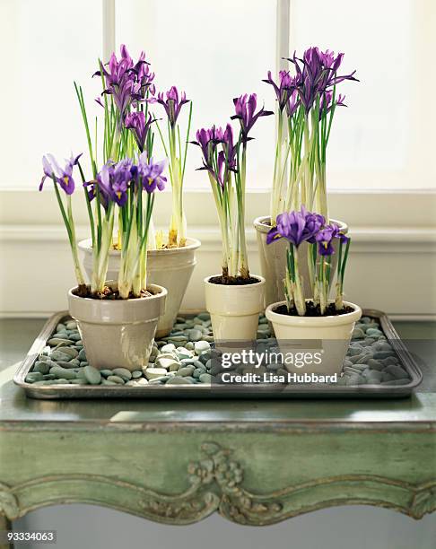 dutch irises - tray stock pictures, royalty-free photos & images