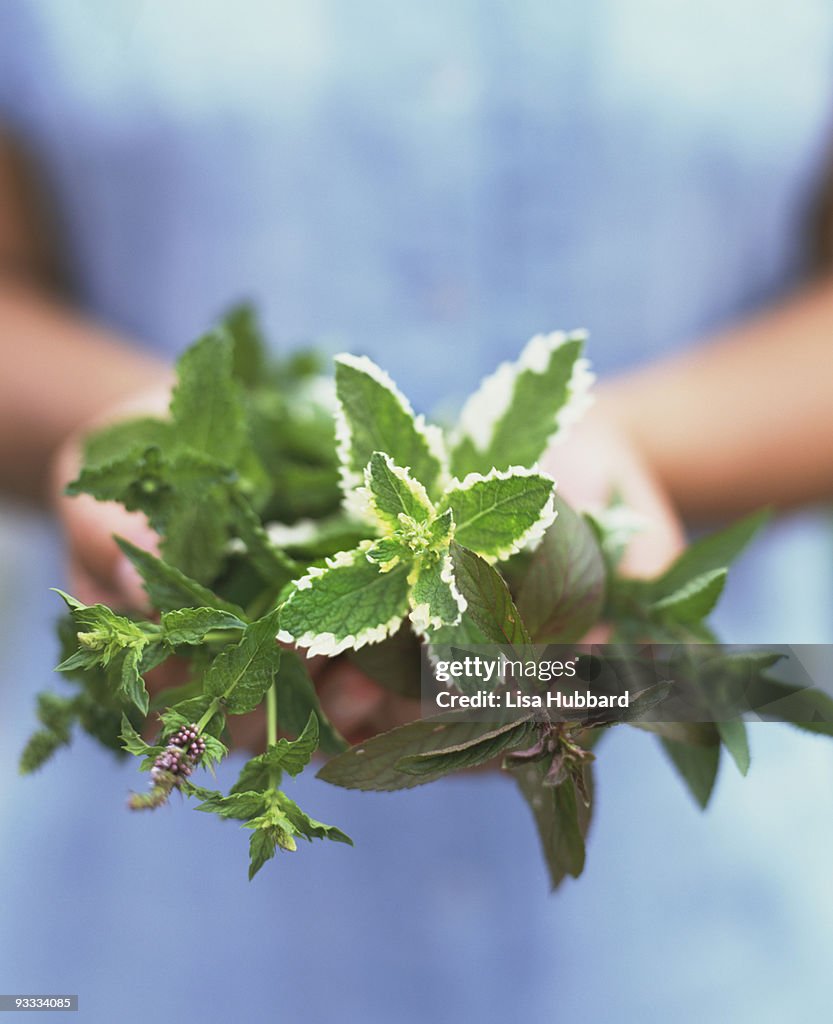 Person holding variety of mint