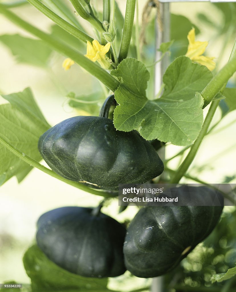 Acorn squash