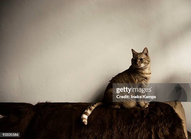 ginger cat on the settee - ineke stock pictures, royalty-free photos & images