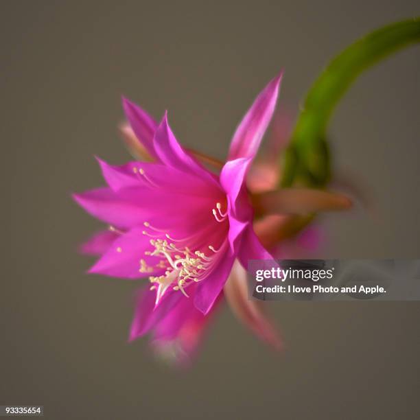 203 fotos e imágenes de Cacto Orquídea - Getty Images