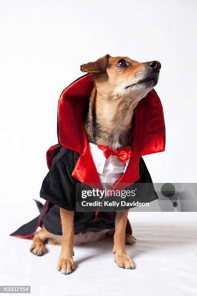 vampire dog cape