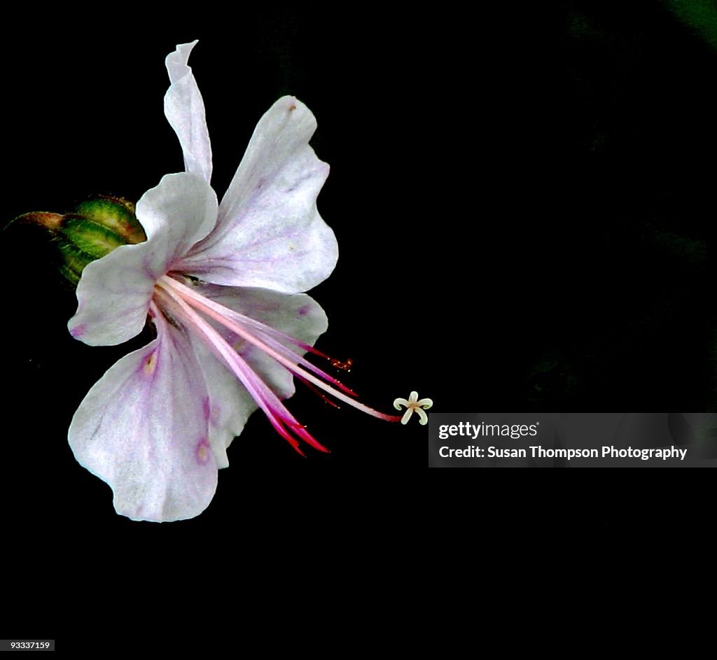 Flower Within A Flower