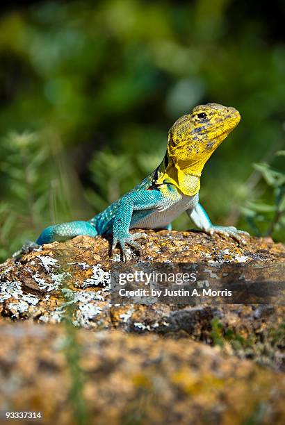 male collared lizard - crotaphytidae stock pictures, royalty-free photos & images