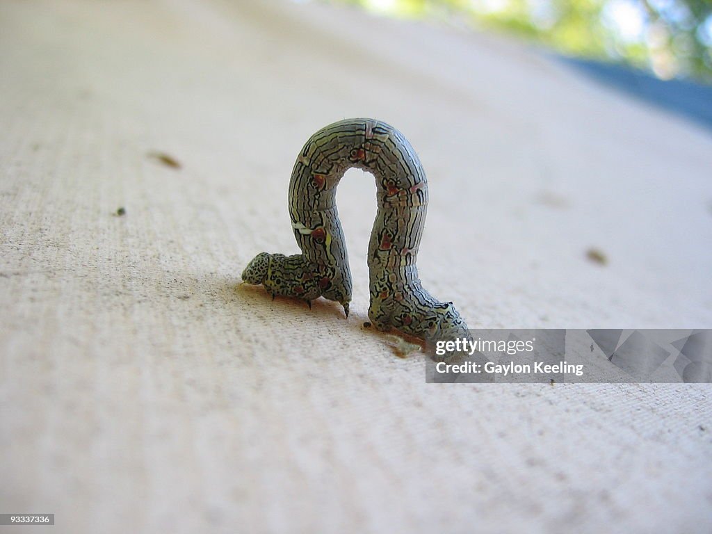 Caterpillar in shape of omega symbol