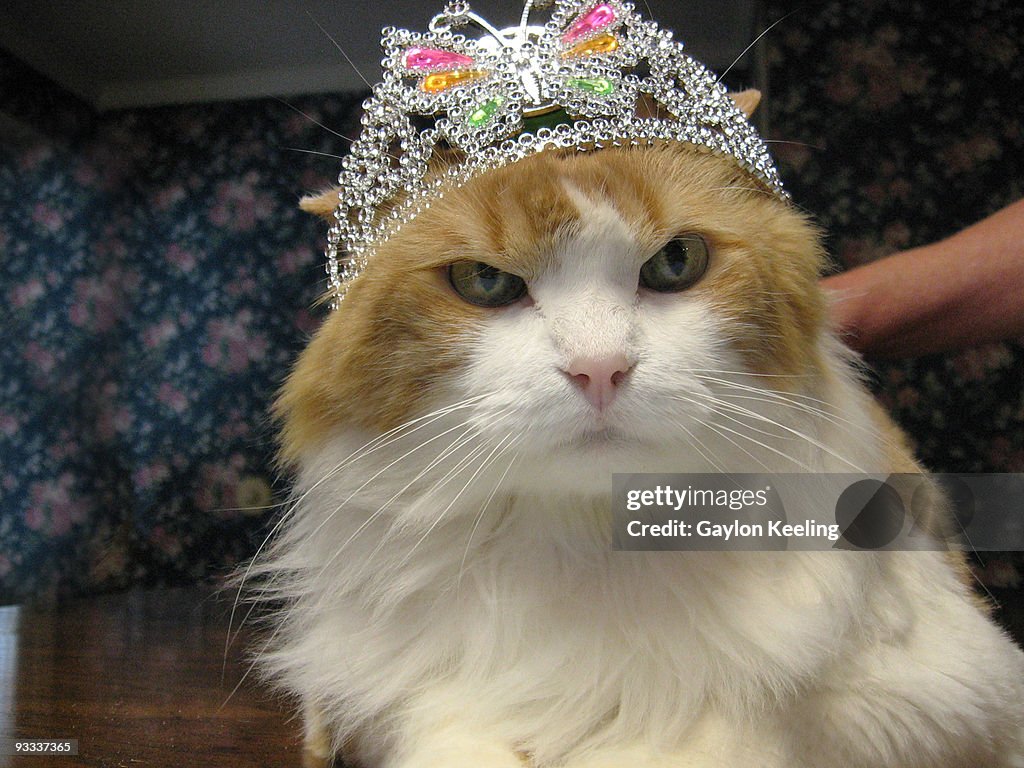 Birthday cat wearing a tiara