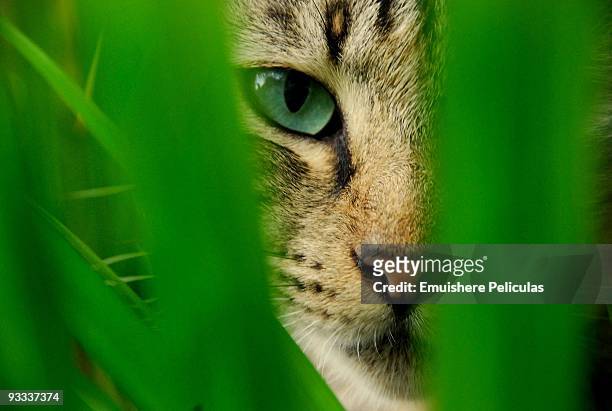 moggy playing jungle - cat peeking stock pictures, royalty-free photos & images