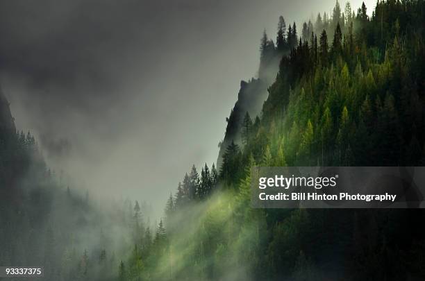 sweeping mist, olympic peninsula - v washington state stockfoto's en -beelden