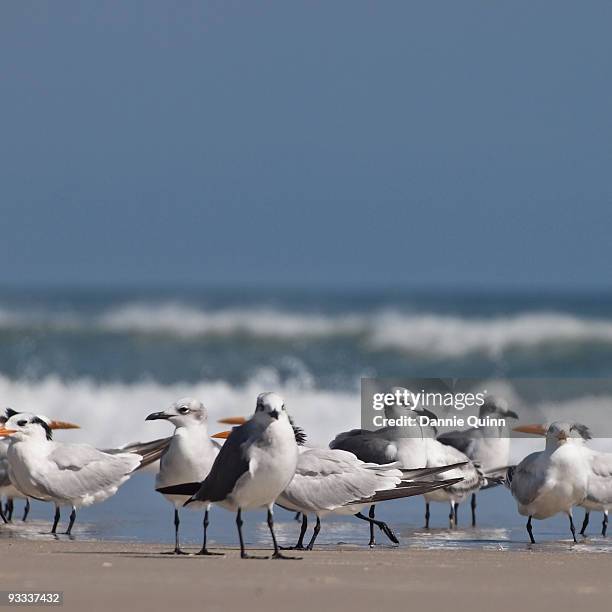 a gathering of gulls - royal tern 個照片及圖片檔