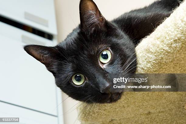 portrait of a black cat - scratching post stock pictures, royalty-free photos & images
