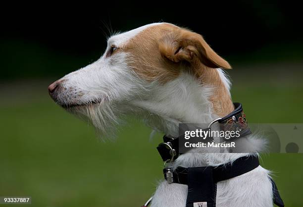 hond.jpg - hond stock pictures, royalty-free photos & images