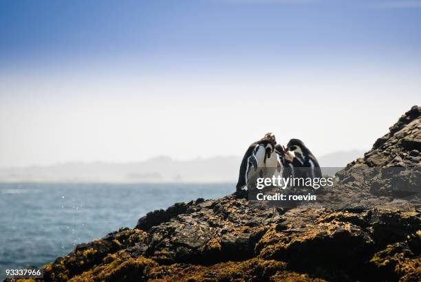 humboldt penguins - roevin fotografías e imágenes de stock