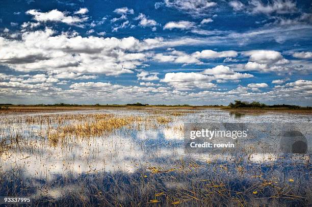 blue everglades - roevin fotografías e imágenes de stock