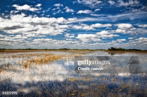 Blue Everglades Blue Everglades