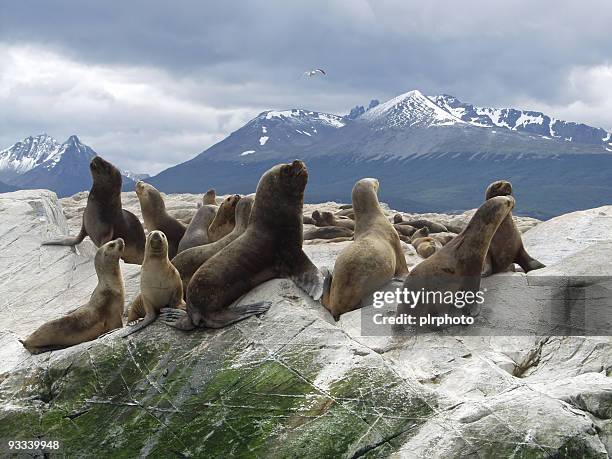 se lhe cheirar alguma coisa? - província tierra del fuego argentina imagens e fotografias de stock