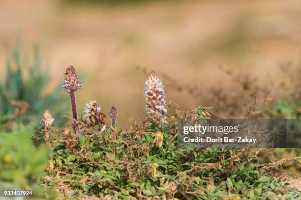 scalloped broomrape (orobanche crenata) - orobanche stock pictures, royalty-free photos & images