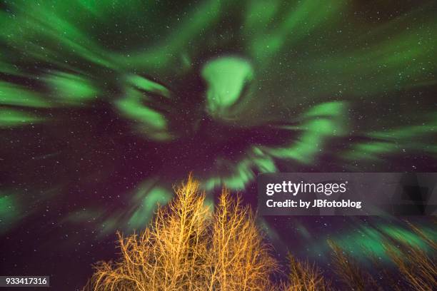aurora boreale tra gli alberi in islanda - islanda fotografías e imágenes de stock