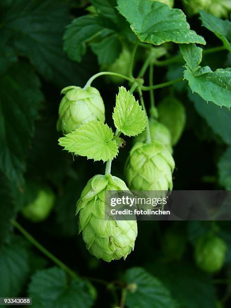 hops - fotoshop stockfoto's en -beelden