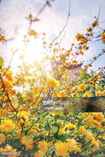 forsythien - gelben blüten auf baum und sonnenlicht - april 2017 stock-fotos und bilder