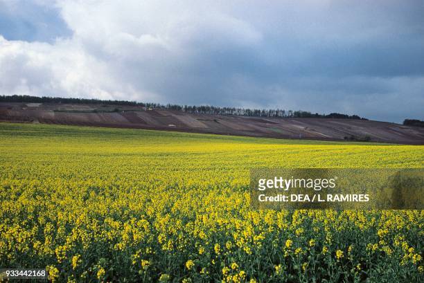 Rape seed oil crop , Champagne-Ardenne, France.